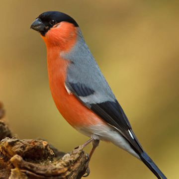 Eurasian Bullfinch