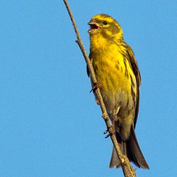 European Serin