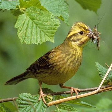 Emberiza citrinella