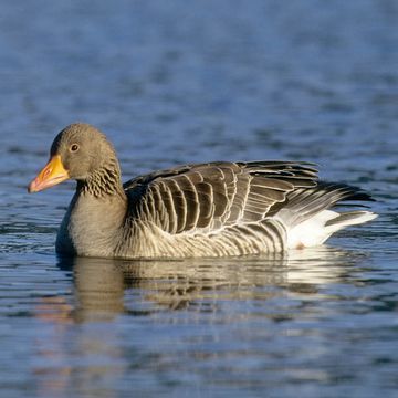 Greylag Goose