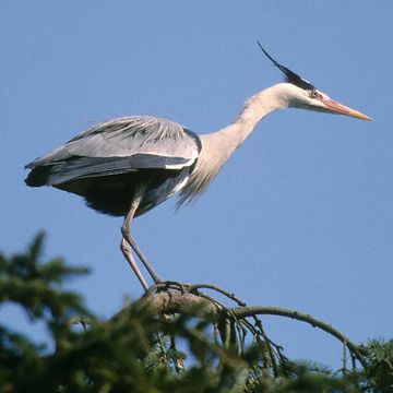 Ardea cinerea