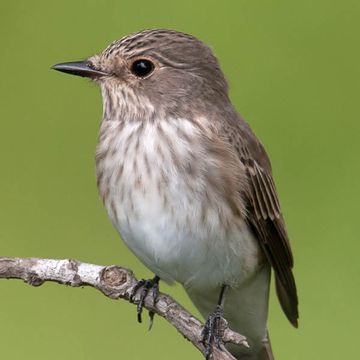 Muscicapa striata