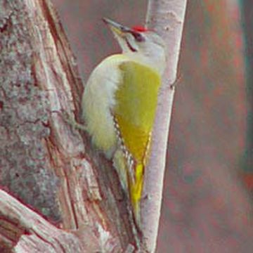 Grey-faced Woodpecker