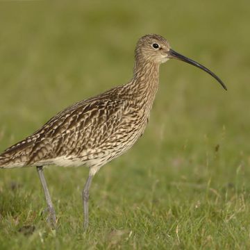 Eurasian Curlew