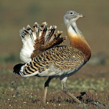 Great Bustard