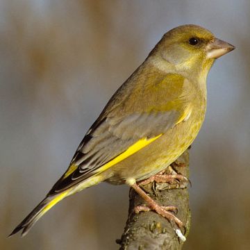 Carduelis chloris