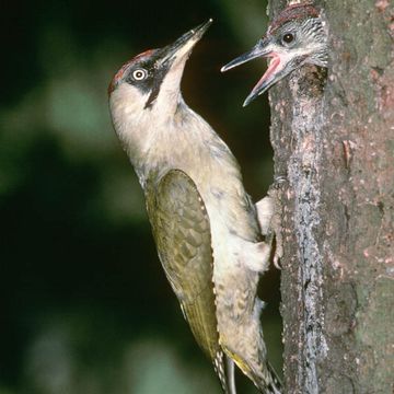 Eurasian Green Woodpecker