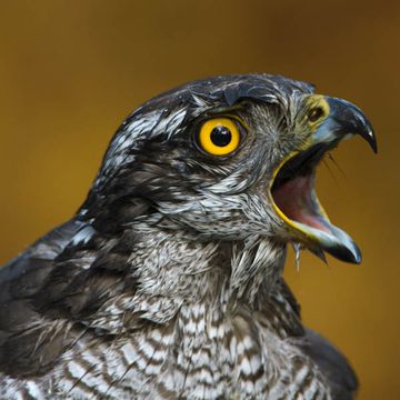 Northern Goshawk