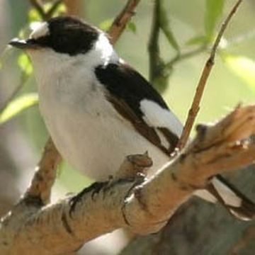 Collared Flycatcher