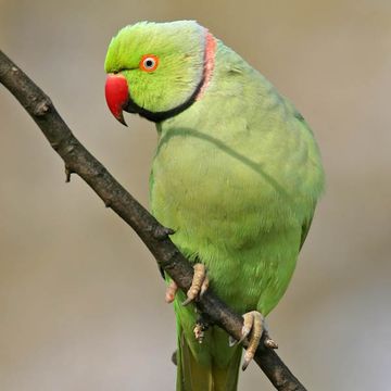 Rose-ringed Parakeet