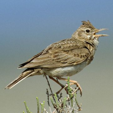 Crested Lark