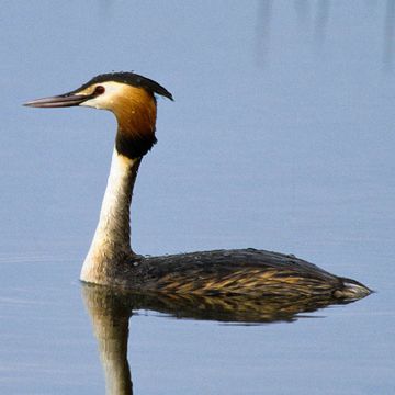 Haubentaucher