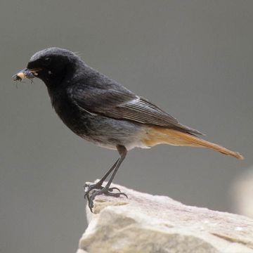 Black Redstart