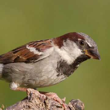 Passer domesticus