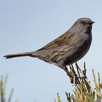 Hedge Accentor