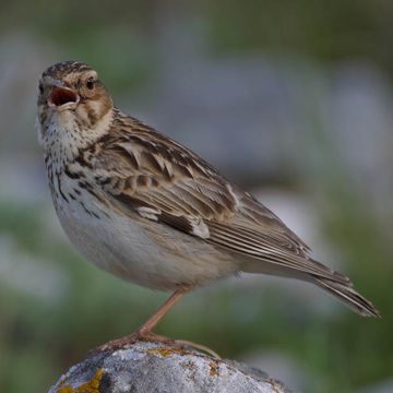 Wood Lark