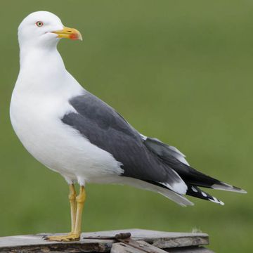 Lesser Black-backed Gull