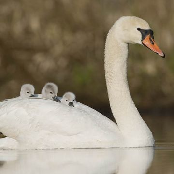 Höckerschwan