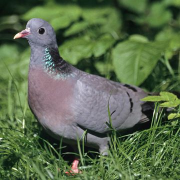 Columba oenas