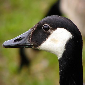 Canada Goose