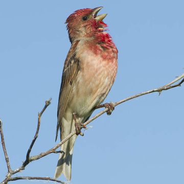 Common Rosefinch