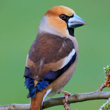 Coccothraustes coccothraustes