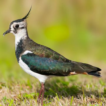 Vanellus vanellus