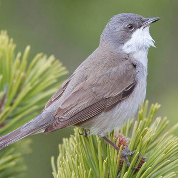 Lesser Whitethroat