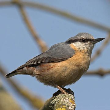 Wood Nuthatch