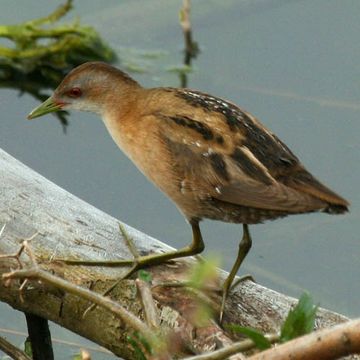 Little Crake