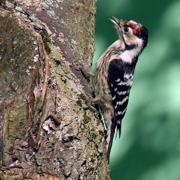 Lesser Spotted Woodpecker