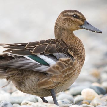 Garganey