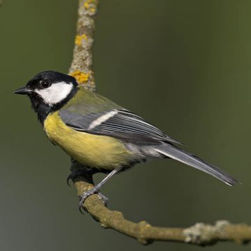 Parus major