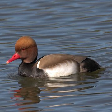 Red-crested Pochard