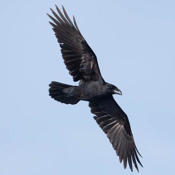 Corvus corax