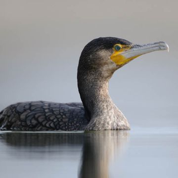 Phalacrocorax carbo