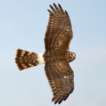 Northern Harrier