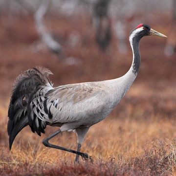 Common Crane