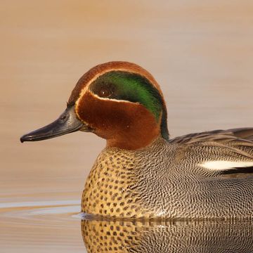 Common Teal