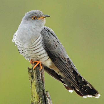 Common Cuckoo