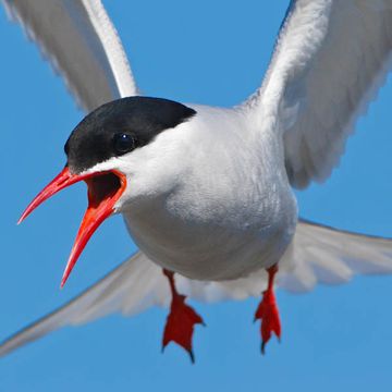 Arctic Tern