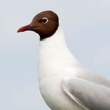 Larus ridibundus