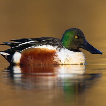 Northern Shoveler