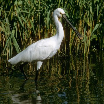 Eurasian Spoonbill