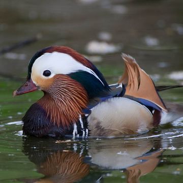 Aix galericulata