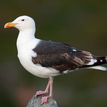 Larus marinus