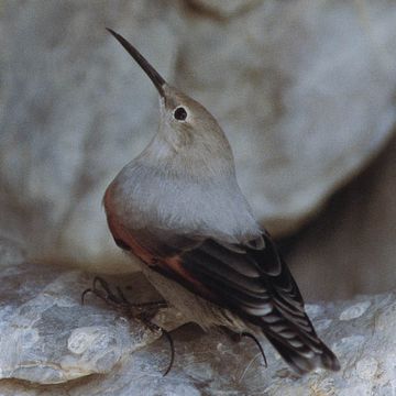 Tichodroma muraria