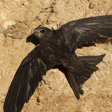 Common Swift