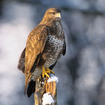 Buteo buteo