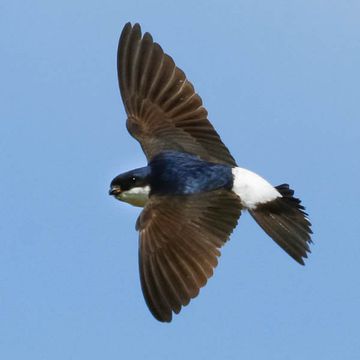 Northern House-martin